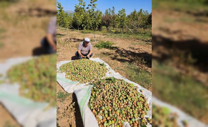 Çameli’de 2024 sezonu ceviz hasadı başladı