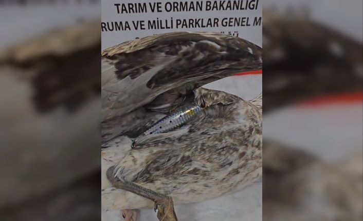 Çanakkale’de maket balık saplanan yaralı martıya DKMP ekipleri sahip çıktı