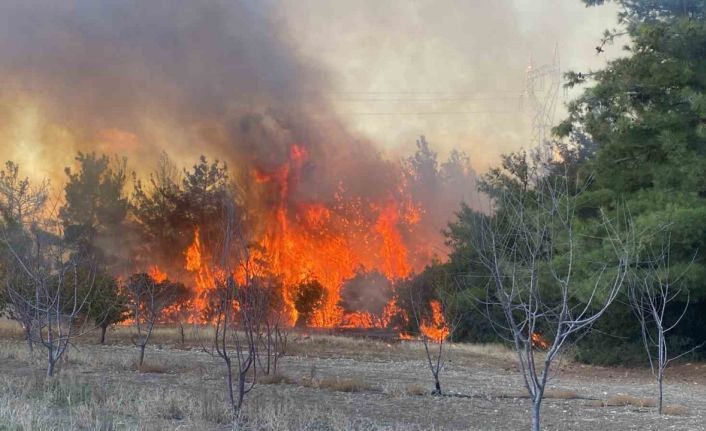 Çanakkale’de orman yangını