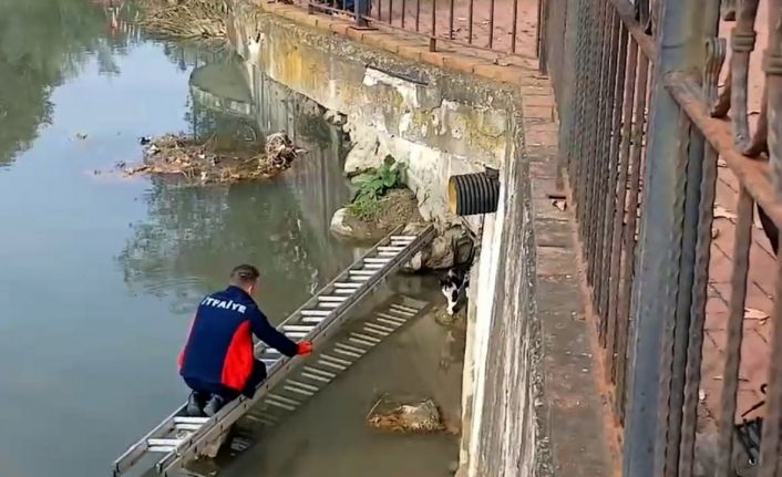 Çaya düşen kedinin yardım çağrısına itfaiye yetişti