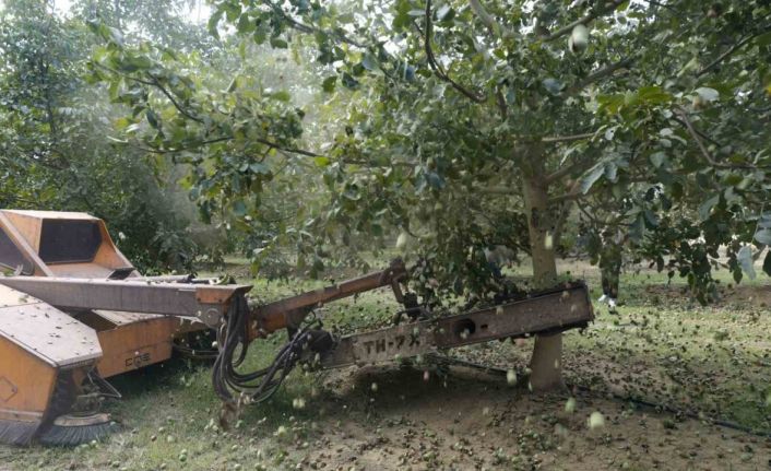 Ceviz hasadından 60 bin ton rekolte bekleniyor