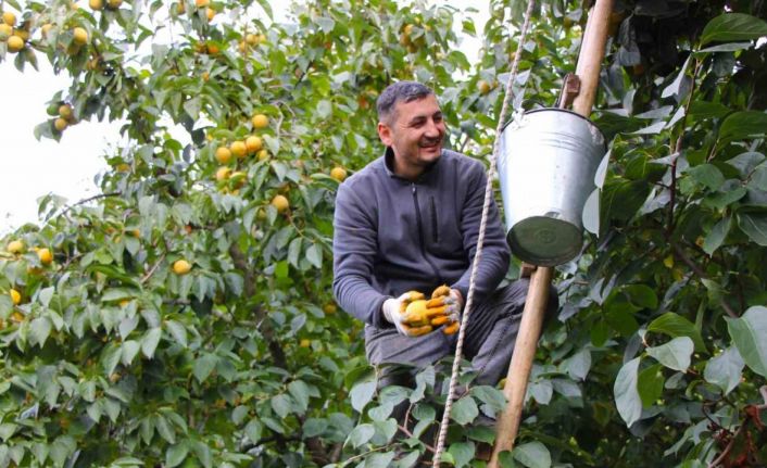 Çiğdemlik köyünde bütün ağaçlar ‘sarı altın’: Kurusunun kilosu 250 TL