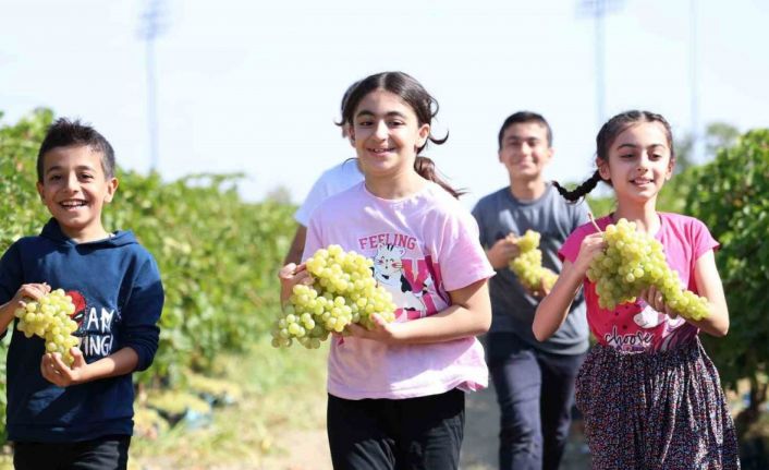 Çocuklar üzüm hasadına renk katıyor