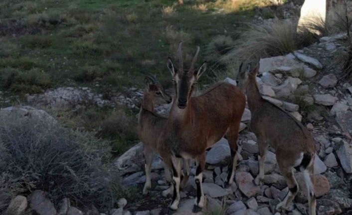 Dağ keçileri ve yavruları görüntülendi