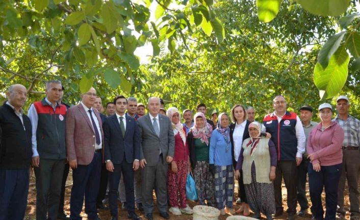 Denizli’nin ceviz üretiminde yüzde 46 artış bekleniyor