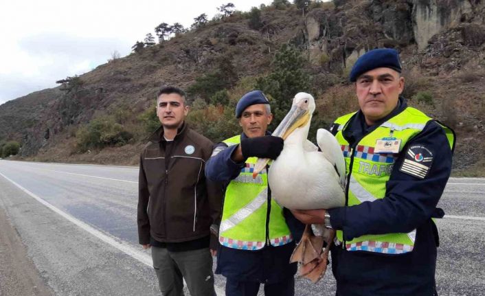 Devriye atan jandarma pelikan kuşu buldu: Hamsiyle beslediler