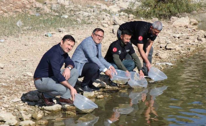 Dicle ilçesindeki Kralkızı Barajına 100 bin pullu sazan yavrusu bırakıldı