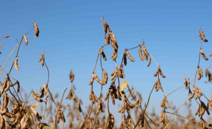 Diyarbakır’da bu yıl 35 bin dekar soya fasulyesi ekildi