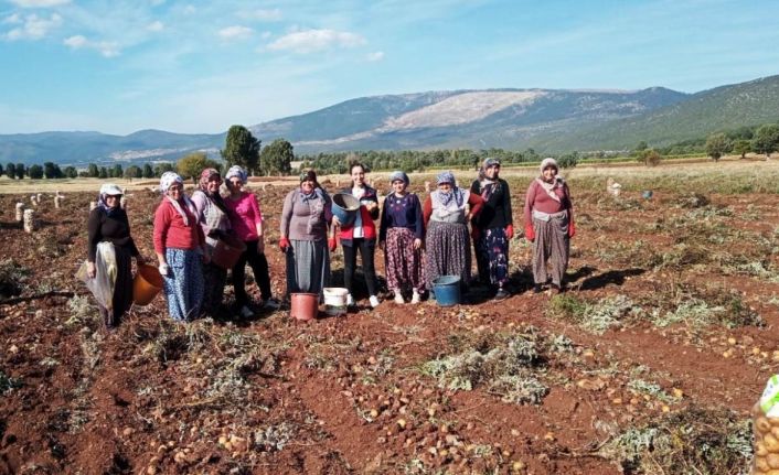 Domaniç’te patates hasat çalışmaları kontrol edildi