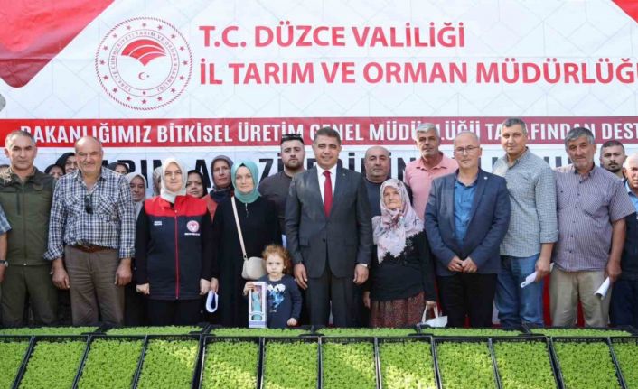 Düzce’de çiftçilere 250 bin marul fidesi dağıtıldı