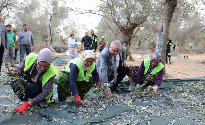 Edremit Belediyesi’nde zeytin hasadı başladı