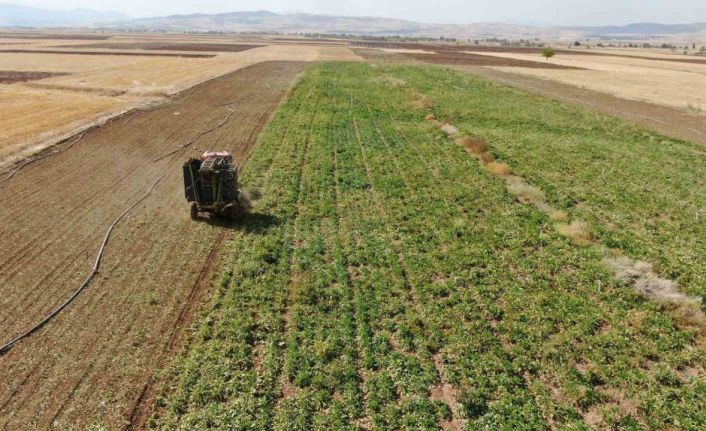 Elazığ’da 37 bin dönüm alanda pancar hasadı başladı