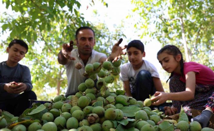 Elazığ’da ceviz hasadı başladı