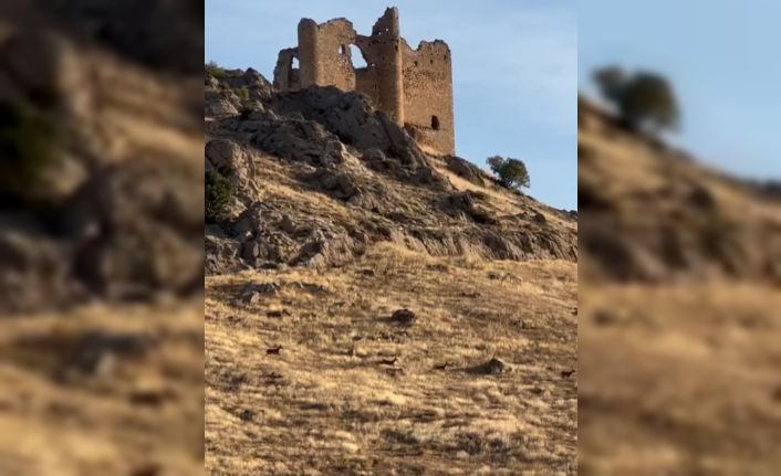 Elazığ’da dağ keçileri sürücü halinde görüntülendi