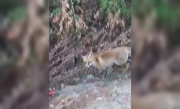 Elazığ’da şehir merkezinde yiyecek arayan tilkiler görüntülendi