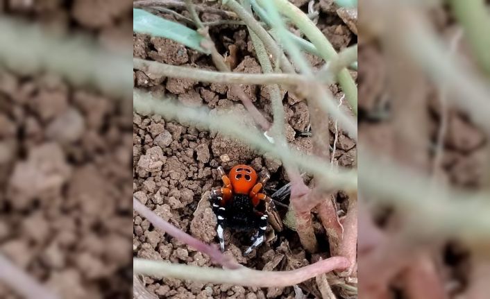 Elazığ’da zehirli tür ’Uğur Böceği Örümceği’ görüldü