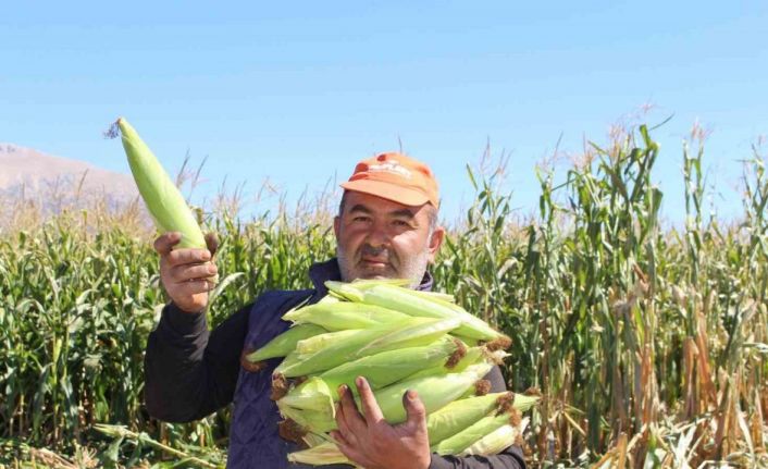 Elmalı’da silajlık mısır hasadı yapıldı