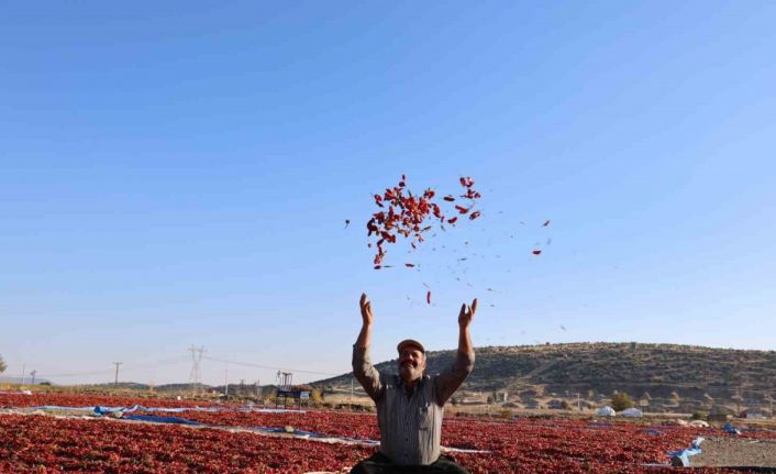 En acı hasat: Maraş biberinde üretim 50 bin ton