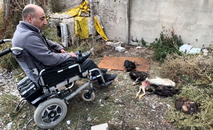 Engelli vatandaşın kümesine giren köpekler 10 tavuğu telef etti