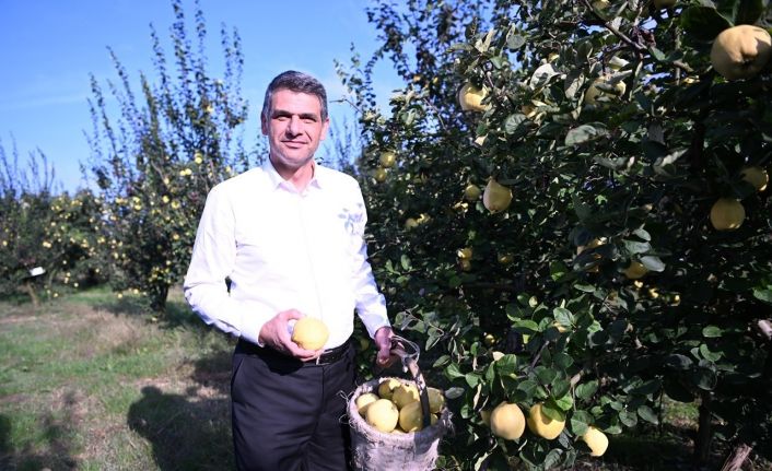 Eşme Ayva Festivali 20 Ekim’de düzenlenecek