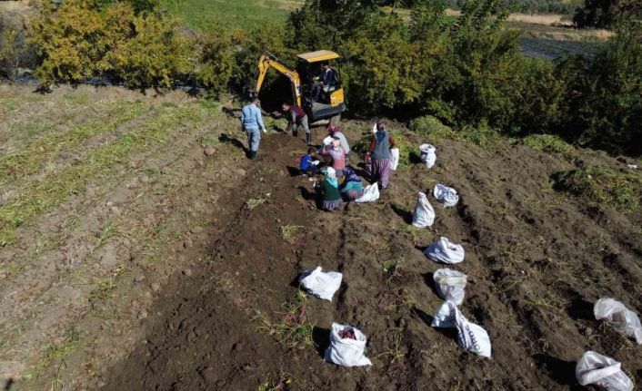 Ezberlerdeki patates algısını bozan tatlı patateste hasat zamanı