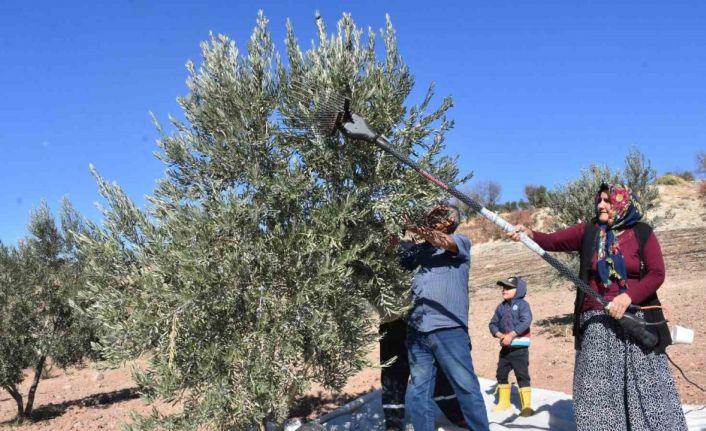 Gaziantep’te zeytin hasadı başladı