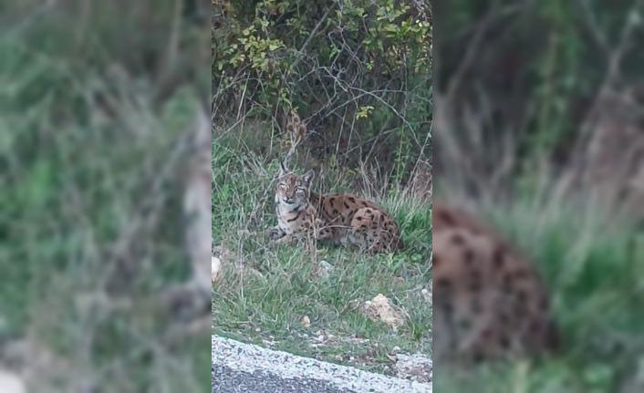 Görüntülediği vaşak kaçınca verdiği tepki tebessüm ettirdi