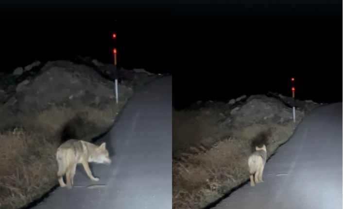 Hakkari’de aç kalan kurt yerleşim alanına indi