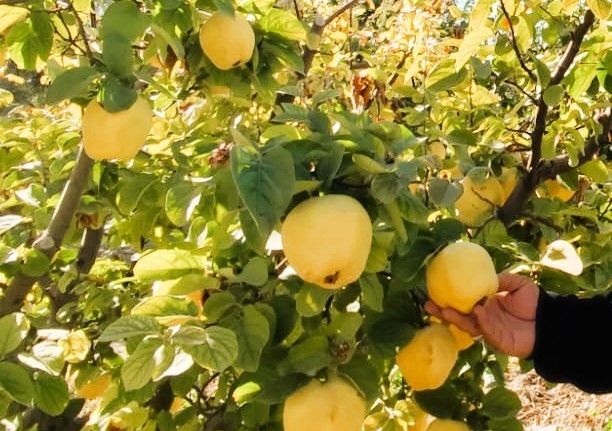 Hasadı başlayan ayva, üreticisinin yüzünü güldürdü