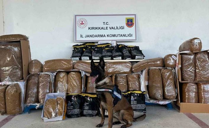 Hassas burun "Alkış" kargo aracında 710 kilogram kaçak tütün buldu