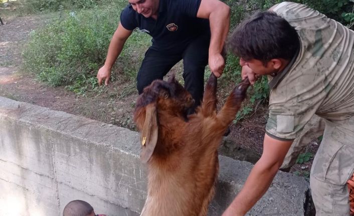 Havuza düşen keçileri itfaiye kurtardı