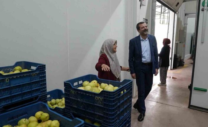 Hayriye teyze Gürsu armudu ile girişimci oldu