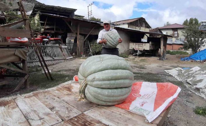 Hayvan gübresiyle yetiştirilen bal kabağı 40 kilogram oldu