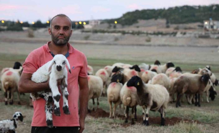 Hayvan yetiştiricileri, hayvanlarının çobanlığını da kendileri yapıyor