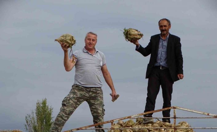 Hisarcık’ta şeker pancarı üretiminde artış