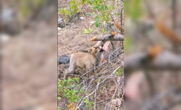 Isparta’da vatandaşlardan tilkiye tavuk ikramı