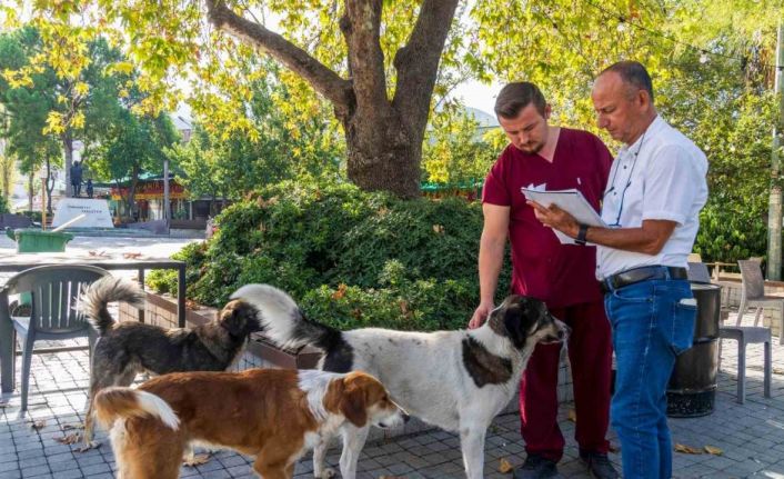 İzmir’de sahipsiz köpeklerin sayımı başladı