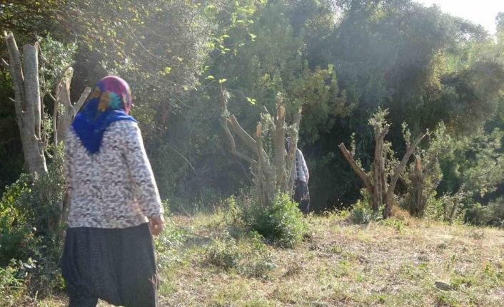 Kadınlara karşı soyunup tartışan kişi zeytin ağaçlarını kesti iddiası