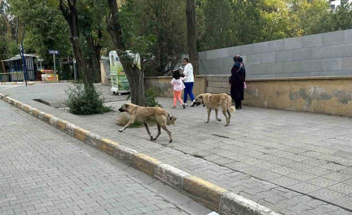 Kağızman’da başıboş köpekler tehlike saçıyor