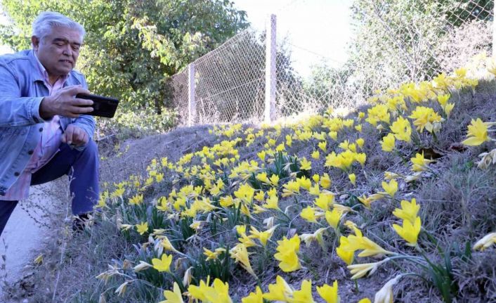 Karabağlar Yaylası’ndan göçün işareti: Göç Göç Çiçeği