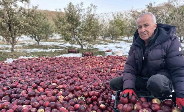 Karlı dağlarda zorlu elma hasadı