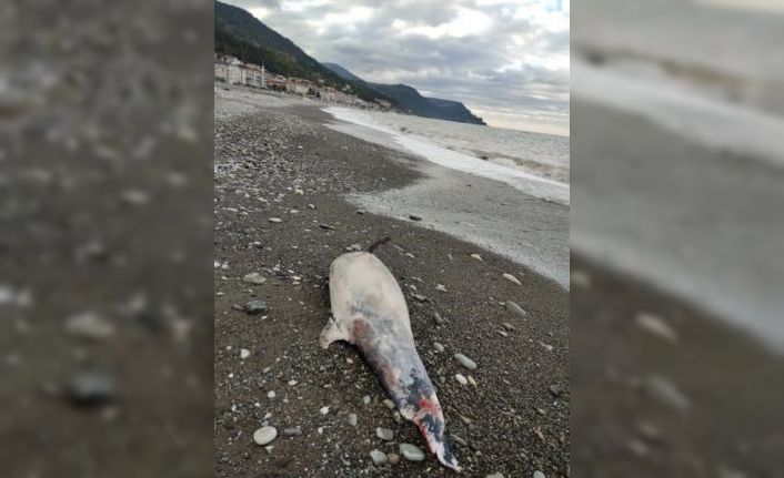 Kastamonu’da sahile ölü yunus balığı vurdu