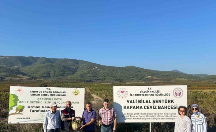 Kavaklığı ceviz bahçesine dönüştüren muhtarlık ilk hasadını yaptı