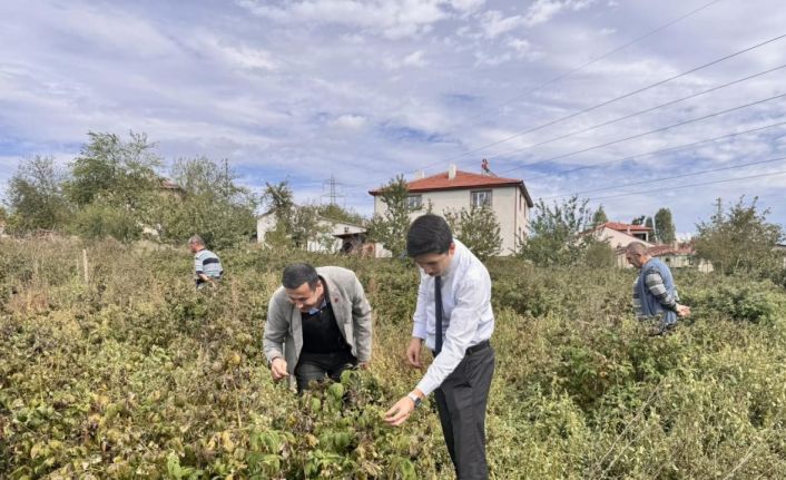 Kaymakam Kahraman, ahududu ve aronya tarlalarında inceleme yaptı