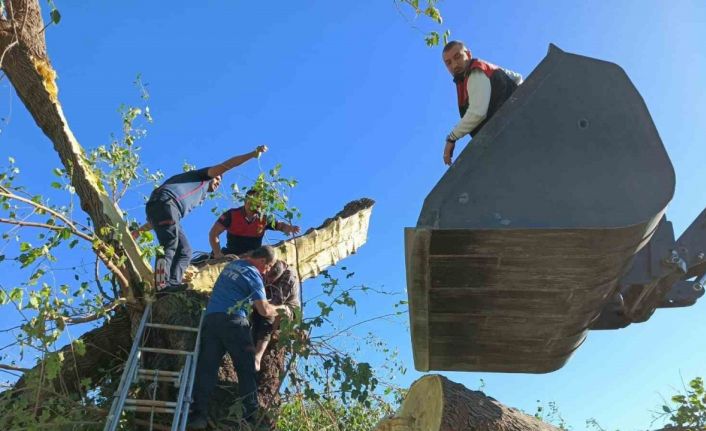 Kestiği ağacın altında kalarak hayatını kaybetti