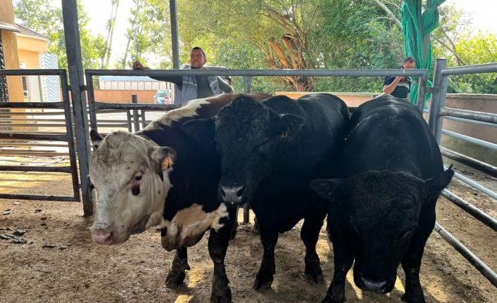 Kırklareli’nde 11 kaçak büyükbaş hayvan yakalandı