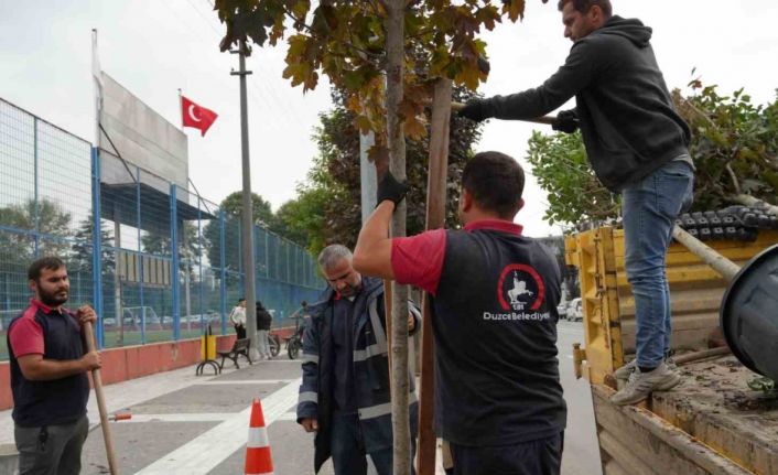 Kuruyan ağaçlar yenilendi