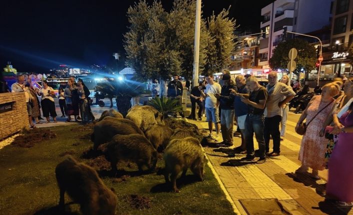 Kuşadası’nda merkeze yaban domuzları indi, o anlar kameraya yansıdı