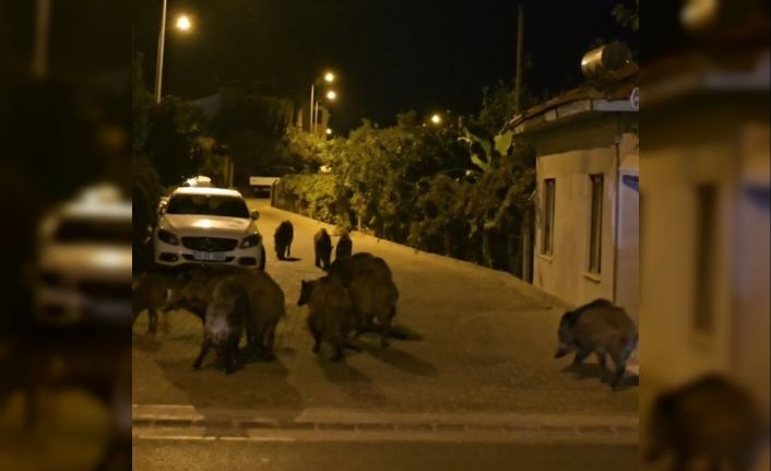 Marmaris’te yaban domuzları, cadde ve sokakları istila etmeye başladı