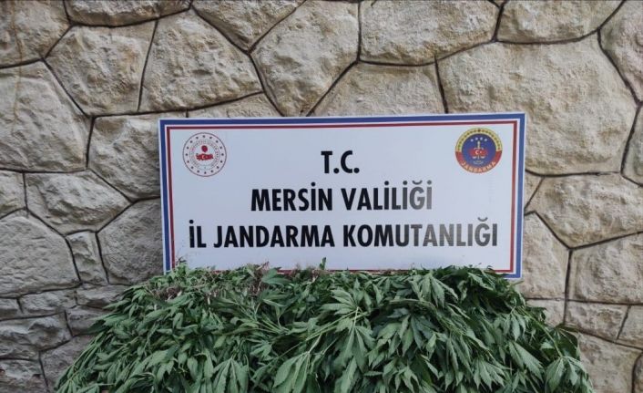 Mersin’de uyuşturucu serası kuran şüpheli yakalandı